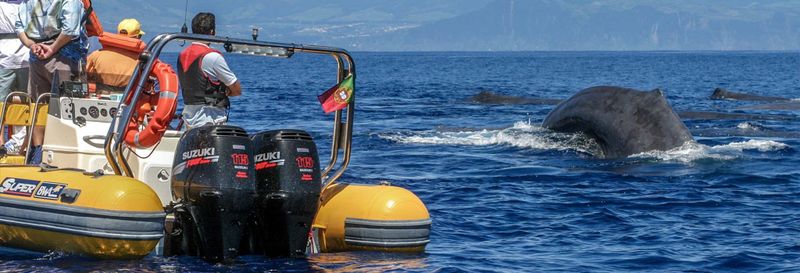 Billet Observation de cétacés + Îlot de Vila Franca