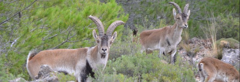 Billet Balade en 4x4 dans les Sierras de Cazorla, Segura et Las Villas