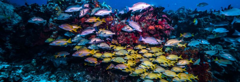 Billet Plongée ou snorkeling en Chalcidique