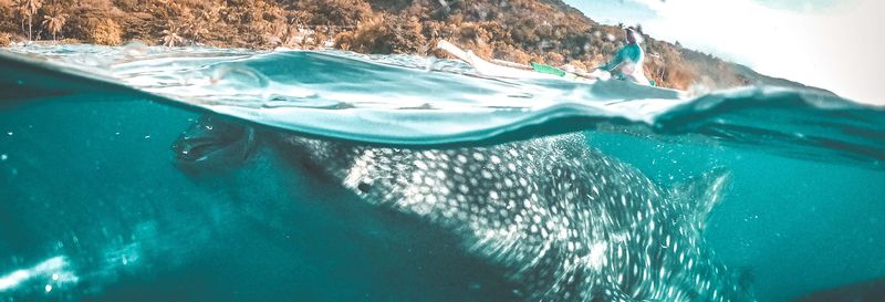 Billet Observation de requins-baleines à Oslob