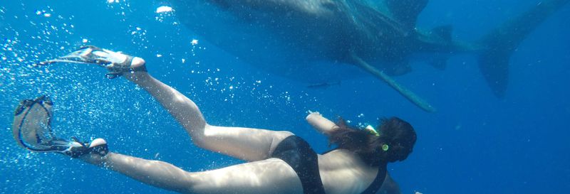 Billet Nager avec des requins-baleines à Isla Mujeres