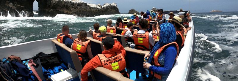 Billet Balade en bateau rapide aux îles Palomino + Nage avec les otaries