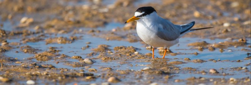 Billet Observation d'oiseaux dans la Ría Formosa