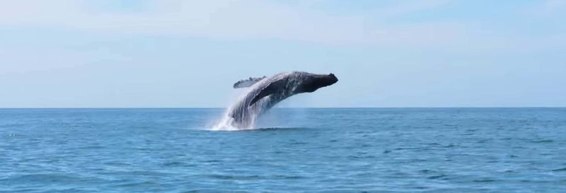 Billet Observation de baleines à Seattle