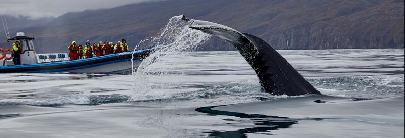 Billet Observation des baleines et macareux en bateau à moteur