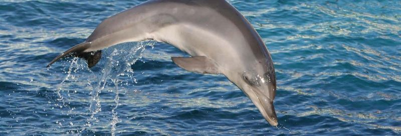 Billet Observation de dauphins et baleines