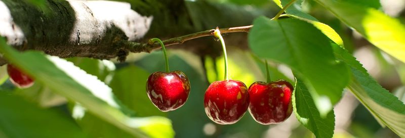 Billet Balade en 4x4 dans la vallée du Jerte + Cueillette des cerises
