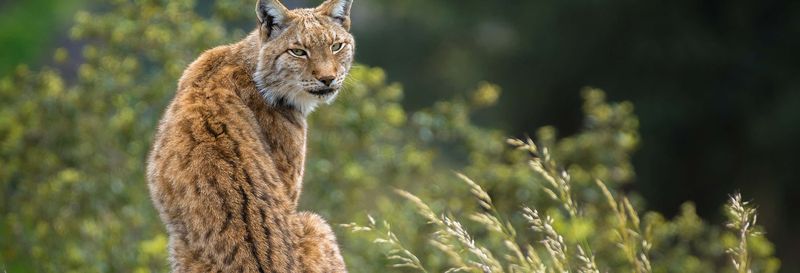 Billet Balade en 4x4 dans le parc de Doñana depuis El Rocío