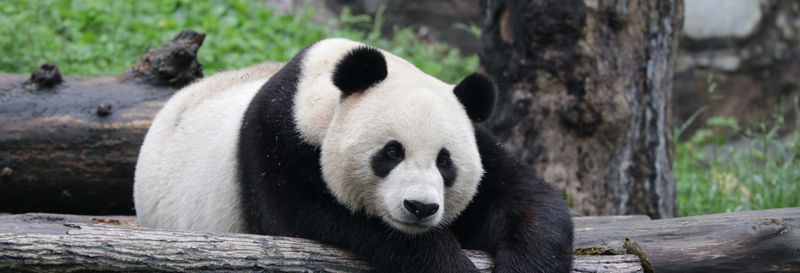 Billet Volontariat dans la réserve de pandas de Dujiangyan