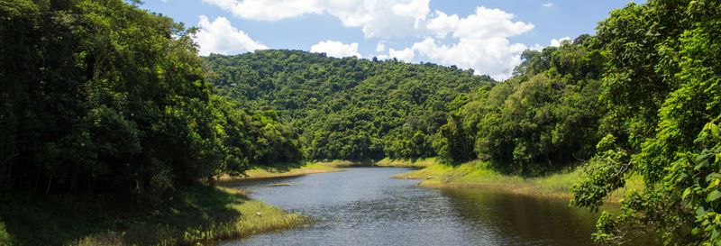 Billet Randonnée dans la Serra da Cantareira