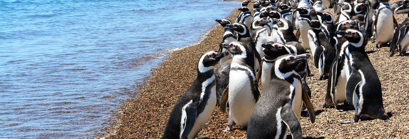 Billet Ranch San Lorenzo et observation de baleines