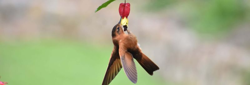 Billet Observation des oiseaux au Cerro de Monserrate