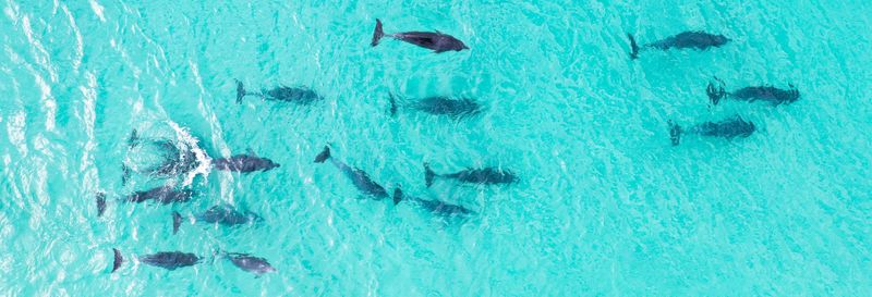 Billet Observation de dauphins dans la baie de Jervis