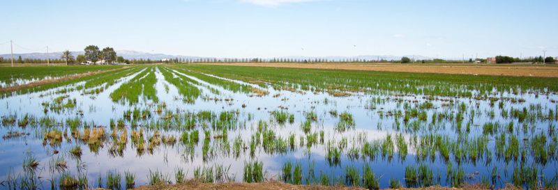 Billet Visite en 4x4 et balade en bateau au Delta de l'Èbre + Dégustation de vins et de moules