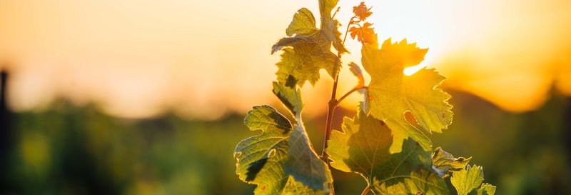 Billet Visite autour du vin dans la région du Dão