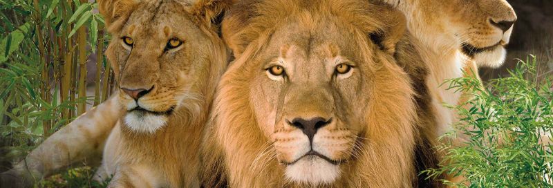 Billet Excursion au Loro Parque