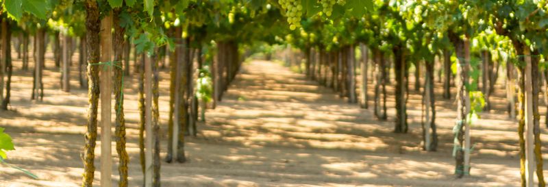 Billet Excursion autour du pisco et du vin dans la Vallée de Majes