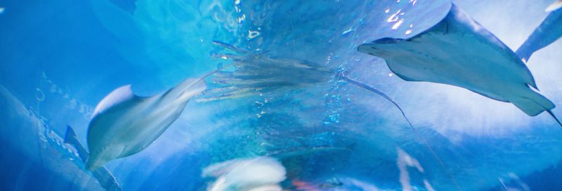 Billet Billet pour l'Aquarium of the Bay