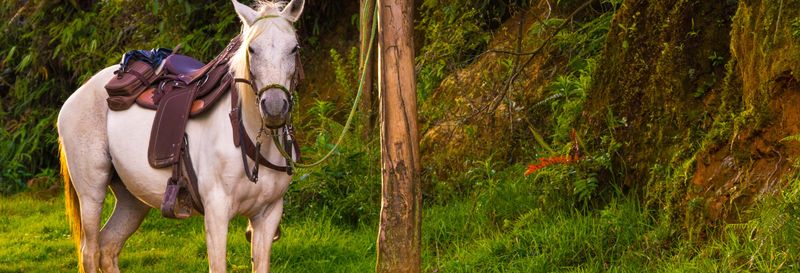 Billet Balade à cheval avec musique autour des auberges de Caldas