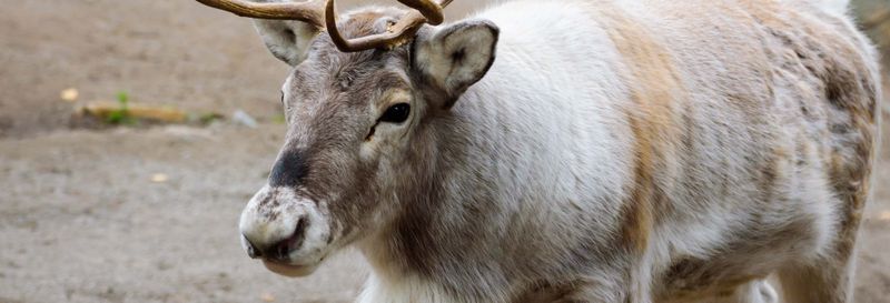 Billet Safari dans les forêts de Stockholm