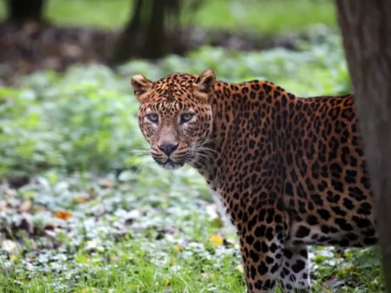 Billet Billet combiné Lumigny Safari Réserve et Terre de Singes (77)