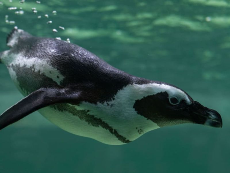 Billet Billet pour le Tropiquarium à Servion