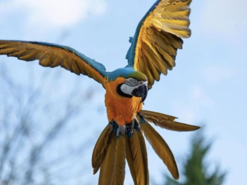 Billet Billet pour le Parc des Oiseaux (01)