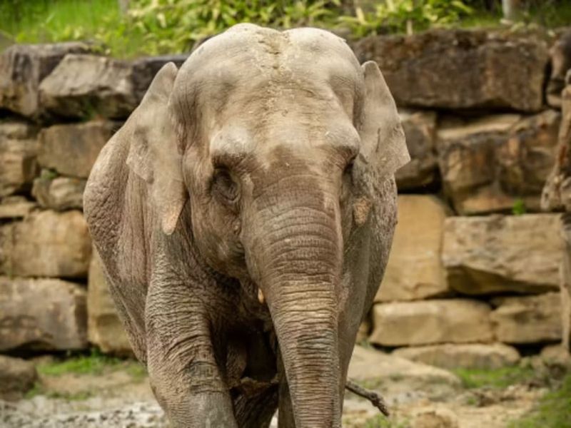 Billet Billet d'entrée pour le zoo de Planckendael à Malines