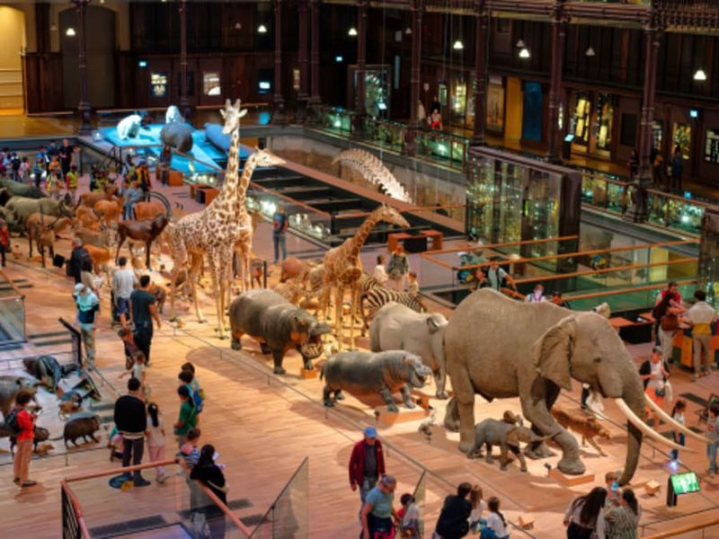 Billet Visite guidée contée dans la Grande Galerie de l'Évolution (75)