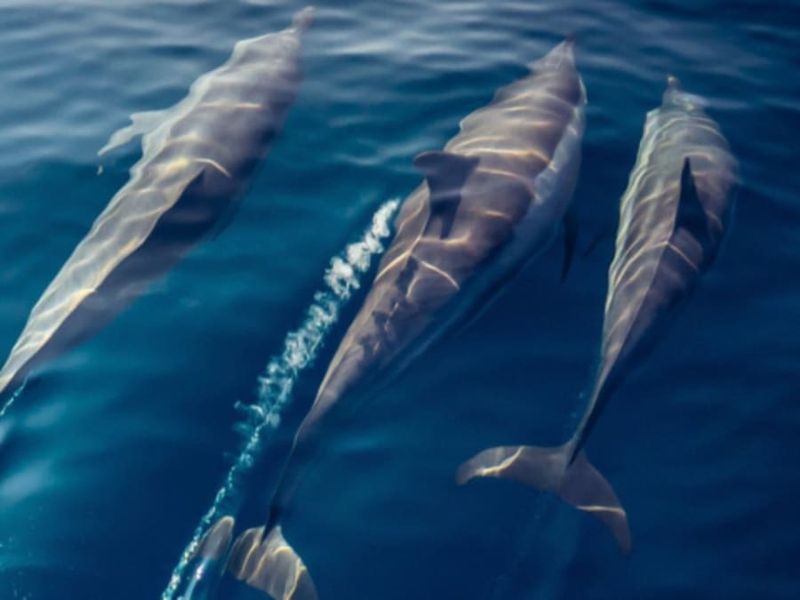 Billet Balade safari marin à La Réunion (97)