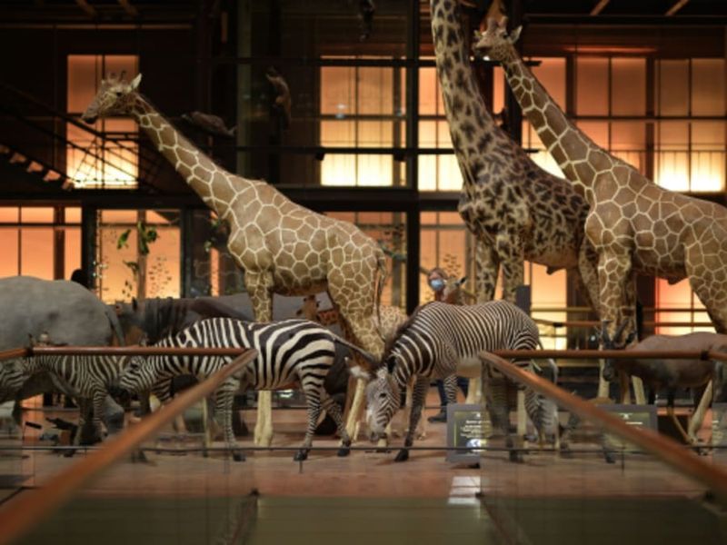 Billet Billet coupe-file pour la Grande Galerie de l'Evolution