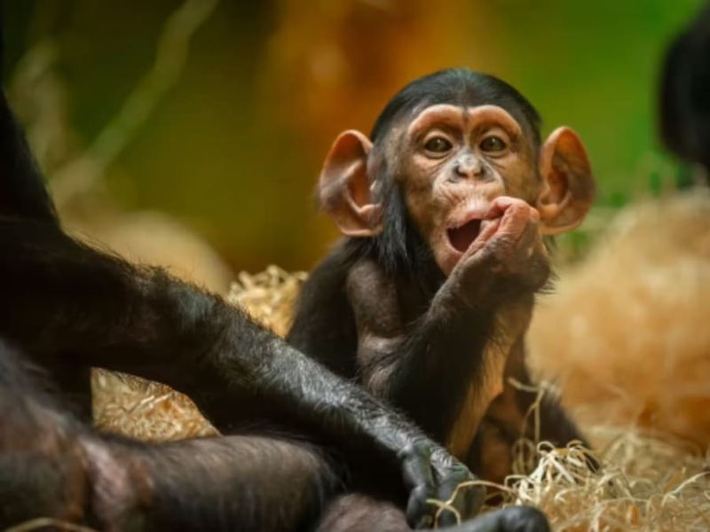 Billet Billet d'entrée pour le Zoo d'Anvers