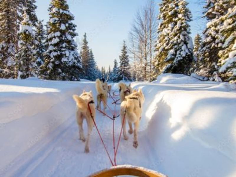 Billet Initiation à la conduite de chiens de traineau à Avoriaz (74)