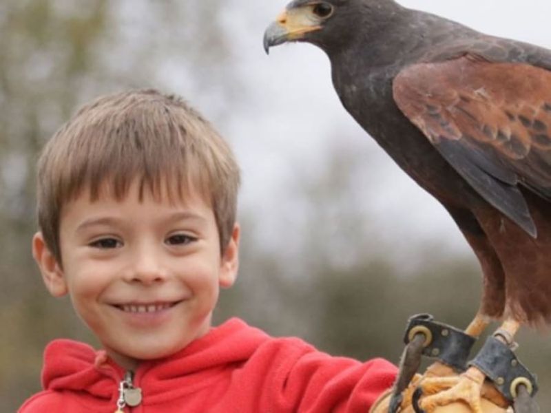 Billet Rencontre avec les oiseaux stars de cinéma proche d'Orléans