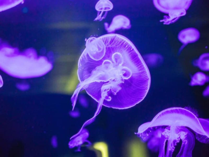 Billet Billet pour le Pavillon Bretagne à Océanopolis (29)