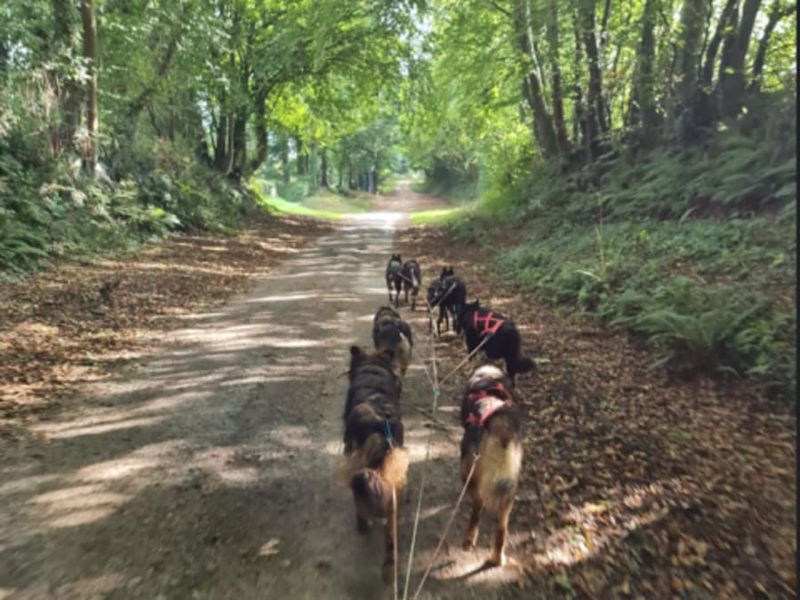 Billet Baptême Kart à chiens à Soudat (24)