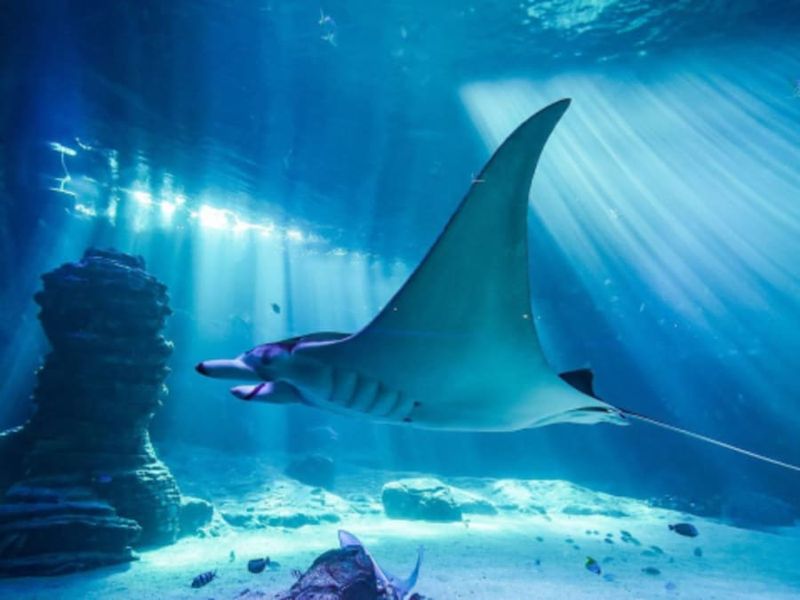 Billet Billet pour l'Aquarium Nausicaá (62)