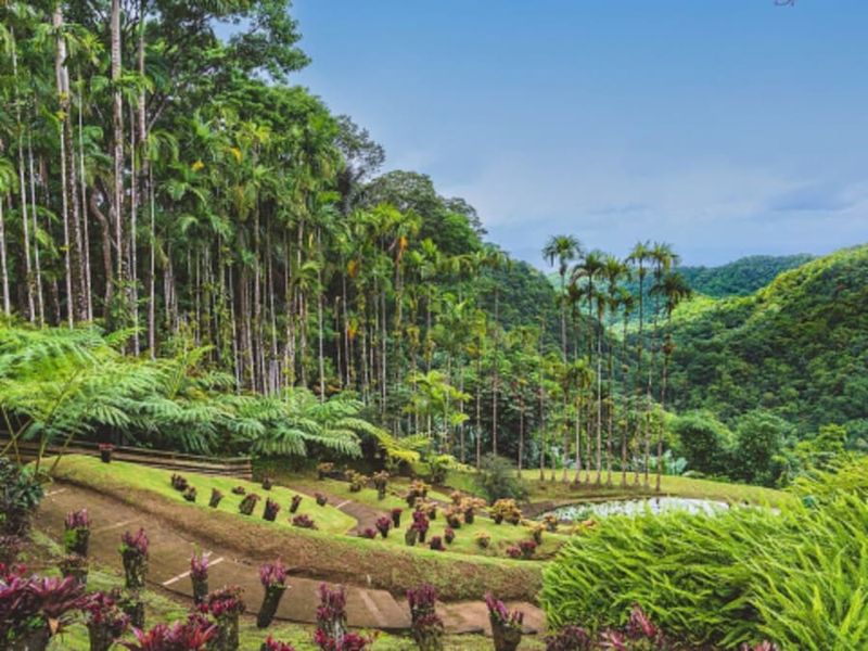 Billet Billet pour le Jardin de Balata en Martinique