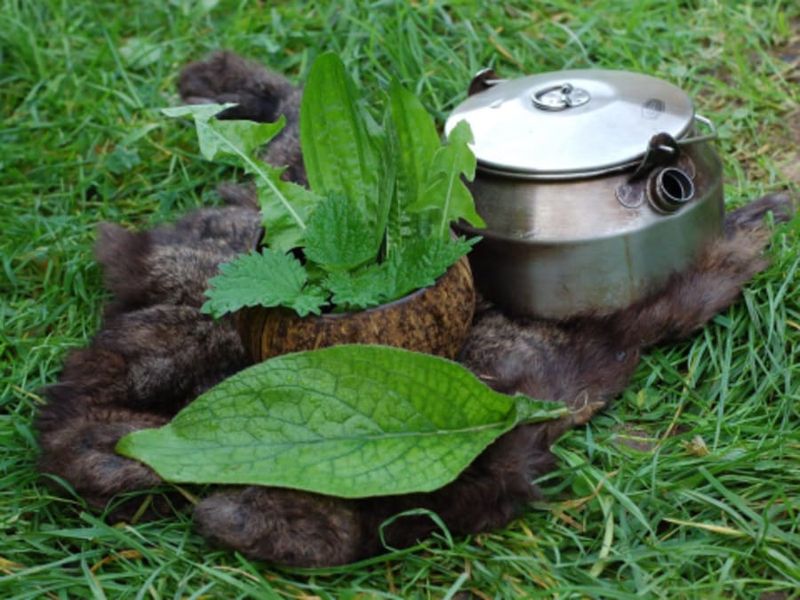 Billet Stage de Survie 2 jours "Gastronomie sauvage" à Saint-Brieuc