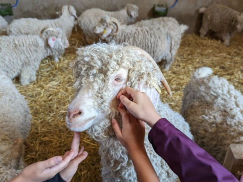 Billet Visite & atelier nourrissage des animaux à la ferme à Chaussy