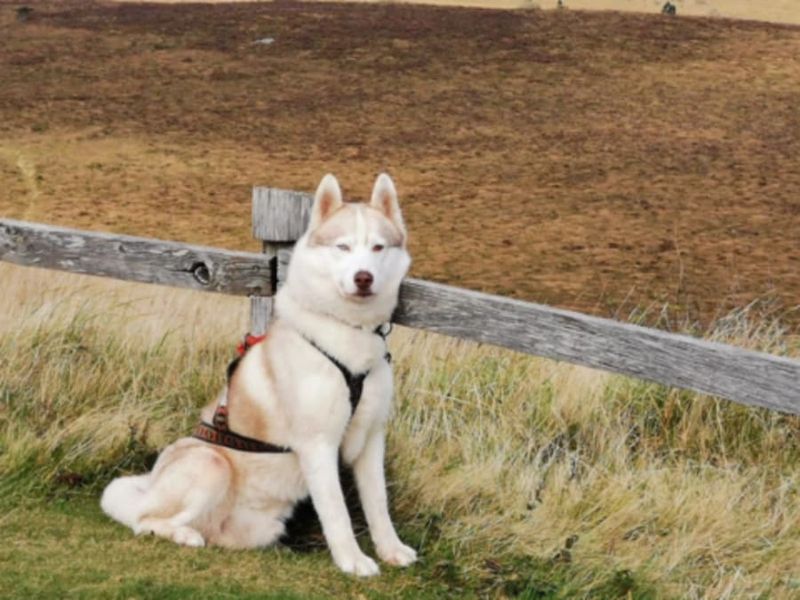 Billet Cani-Rando aux Monts d'Arrée (29)