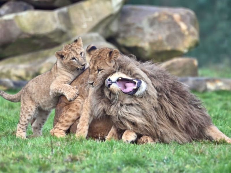 Billet Billet pour Lumigny Safari Réserve (77)