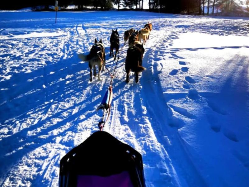 Billet Baptême de chiens de traîneau à Camurac (11)