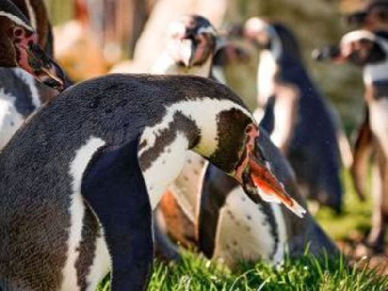 Billet Nourrir les manchots au parc Parrot World (77)