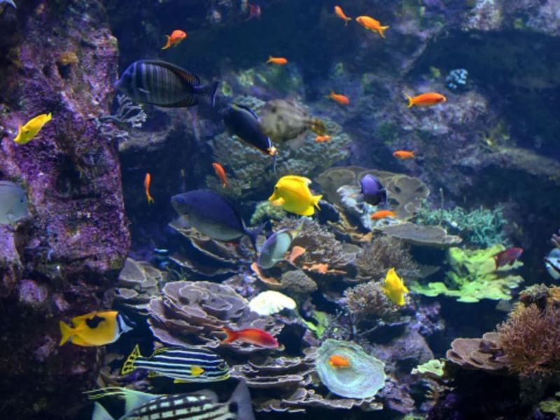 Billet Billet coupe-file pour Le Seaquarium (30)