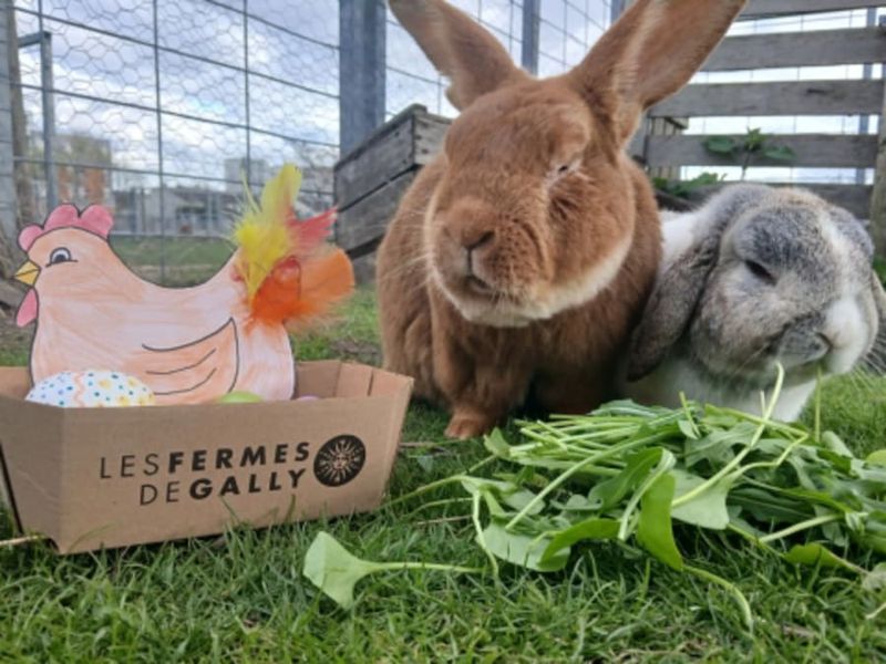 Billet Fête des œufs à la Ferme de Gally de Saint-Denis