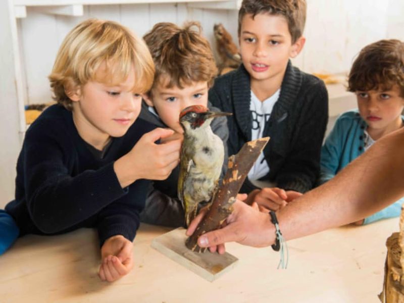 Billet Atelier Oiseaux & Animaux à la Ferme de Gally de Sartrouville