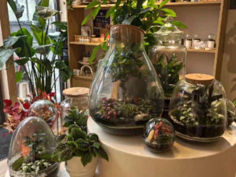 Billet Atelier terrarium à Lille (59)