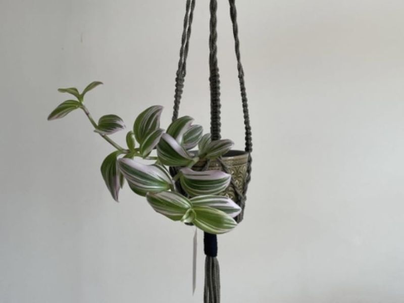 Billet Atelier porte-plante en macramé à Toulouse (31)