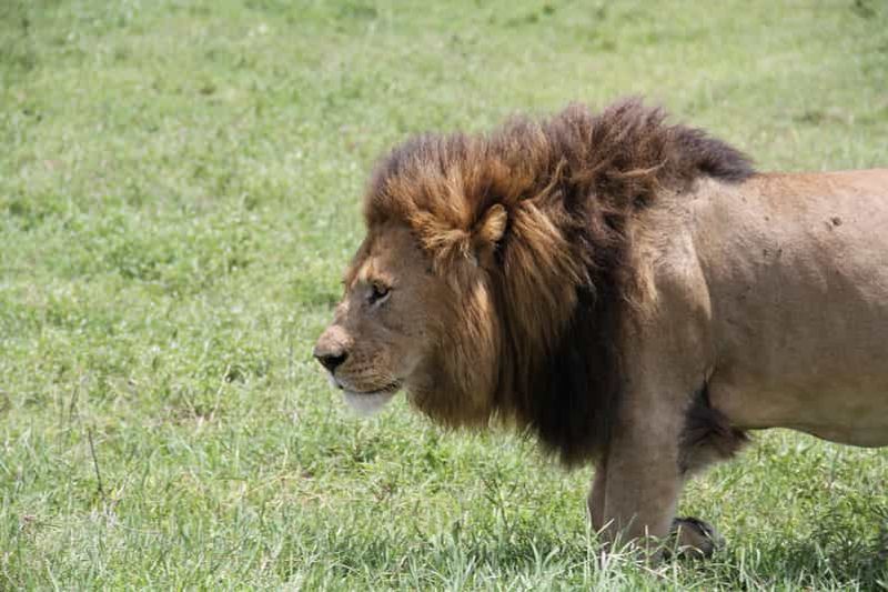 Billet Arusha : safari de 6 jours à Tarangire, au lac Manyara et ...